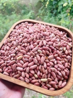 بادام زمینی متوسط