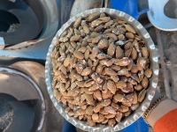 درختی پوست کاغذی