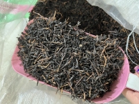 چای قلم درجه یک